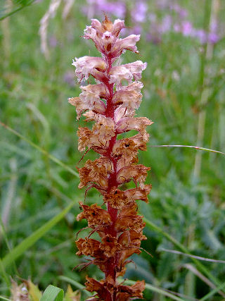 Orobanche amethystea