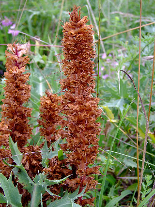 Orobanche amethystea