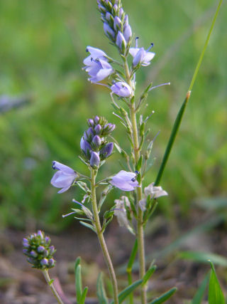 Veronica prostrata