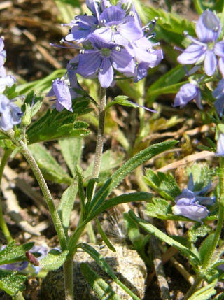 Veronica prostrata