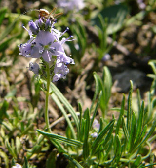 Kelch von Veronica prostrata