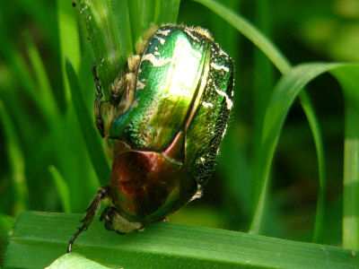 Goldglänzender Rosenkäfer