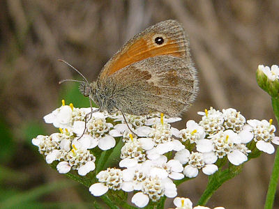 Goldener Scheckenfalter