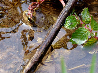 Der Grasfrosch