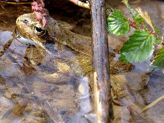 Der Grasfrosch