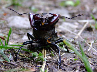 Der Hirschkäfer