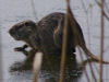 Nutria