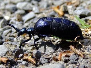 Der Schwarzblaue Ölkäfer