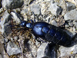 Der Schwarzblaue Ölkäfer