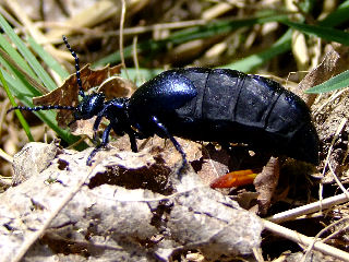 Der Schwarzblaue Ölkäfer