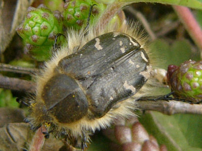 Zottiger Rosenkäfer