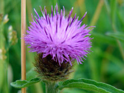 Schwarze Flockenblume